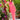 Mono invitada boda rosa sofisticado